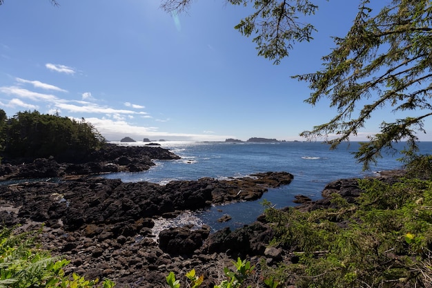 Árboles y arbustos con vistas a la costa rocosa y al océano sendero de bucle de cedros antiguos