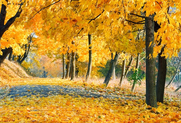 Árboles de arce otoñal en el parque de la ciudad de otoño