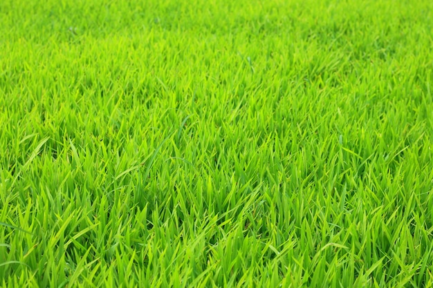 Árboles de arroz en el pueblo.