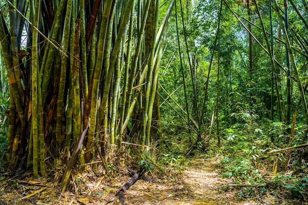 Árboles de bambú en selvas Parque Nacional Khlong Phanom Kapong Ph