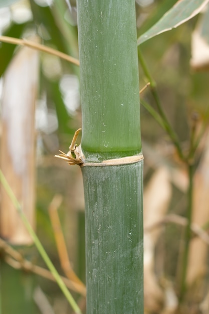 Árboles de bambú