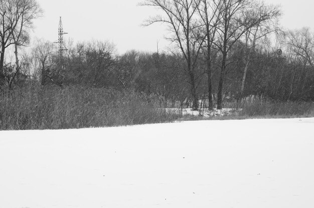 Árboles en un banco del río congelado Vorskla en Poltava, Ucrania