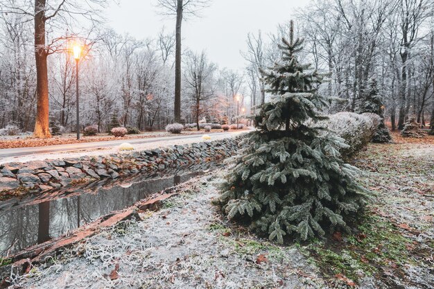 Árboles y bancos nevados en el parque de la ciudad