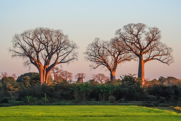 Árboles baobab en Madagascar