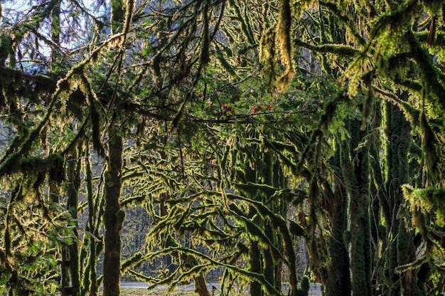 Árboles de boj cubiertos de musgo denso verde