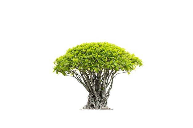 Árboles bonsai