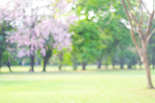 Árboles borrosos con bokeh en el fondo del parque