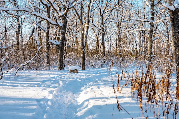 Árboles en el bosque en caminos de nieve de invierno Hermoso paisaje