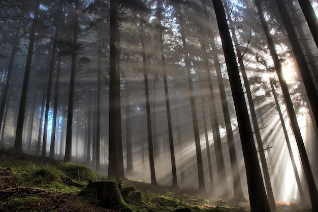 Árboles en el bosque contra el cielo