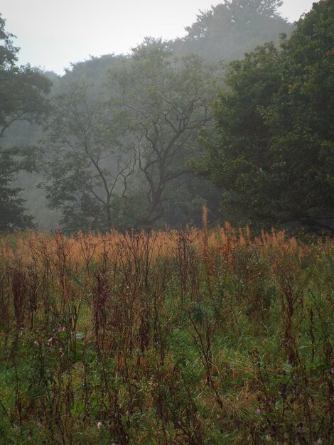 Árboles en el bosque contra el cielo