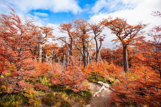 Árboles del bosque dorado cerca del Fitz Roy en otoño. Fitz Roy es una montaña ubicada cerca de El Chaltén en la Patagonia, en la frontera entre Argentina y Chile.