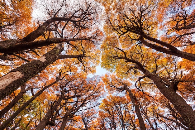 Árboles del bosque dorado cerca del Fitz Roy en otoño. Fitz Roy es una montaña ubicada cerca de El Chaltén en la Patagonia, en la frontera entre Argentina y Chile.