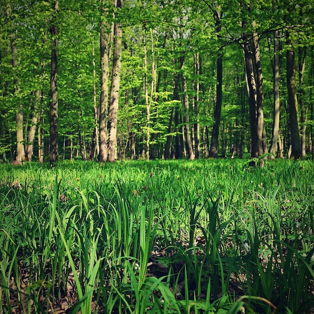 Árboles en el bosque Fondo natural para la relajación y la recreación en la naturaleza Primavera verde fresco