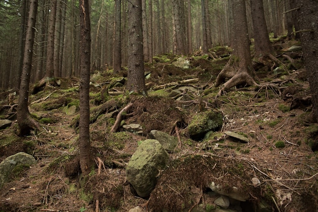 Árboles en el bosque. Hermoso camino rocoso en el bosque de pinos