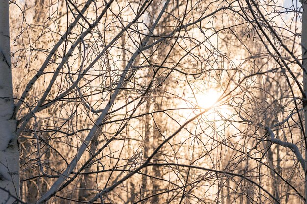 Árboles del bosque de invierno cubiertos de escarcha y nieve.