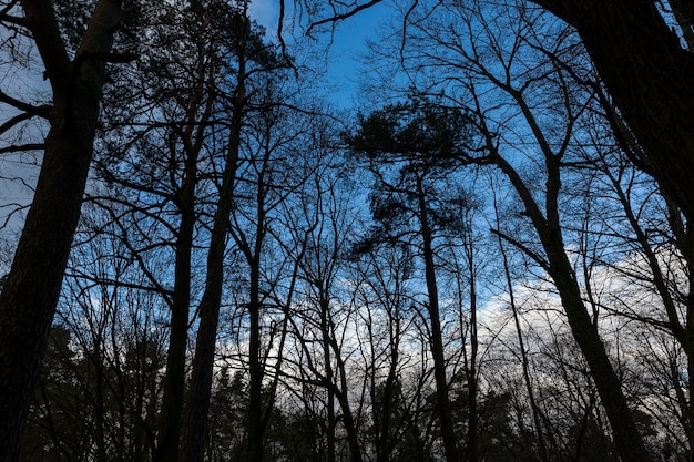 Árboles en el bosque en invierno. Fotografiado contra un cielo azul, retroiluminado.