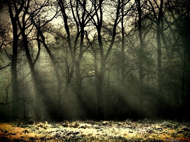 Árboles en el bosque durante el invierno.