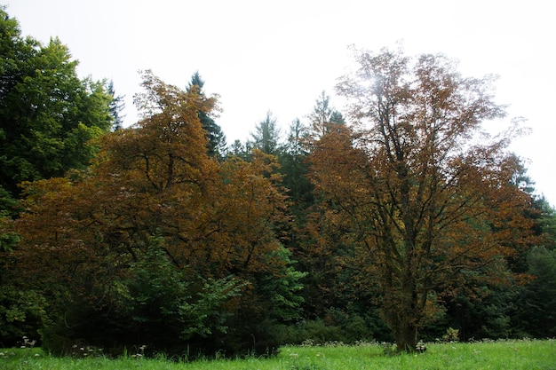 Árboles en el bosque mientras que la temporada de otoño de la hoja del árbol en la montaña de Alemania