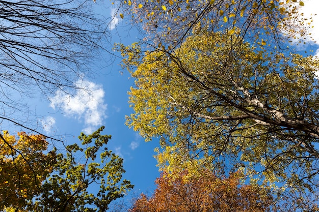 Árboles en un bosque mixto durante la caída de las hojas