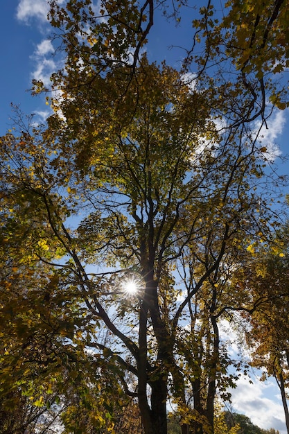 Árboles en un bosque mixto durante la caída de hojas