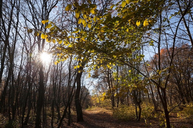 Árboles en un bosque mixto durante la caída de hojas