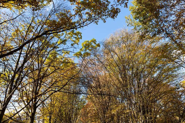 Árboles en un bosque mixto durante la caída de hojas