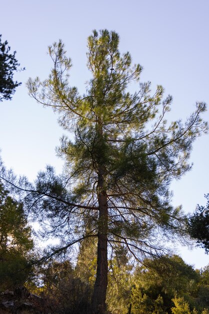 Árboles en el bosque en las montañas