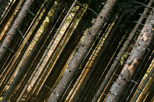 Árboles del bosque otoñal. naturaleza verde madera luz del sol fondos.