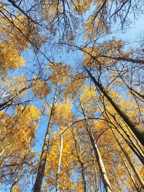 Árboles del bosque en otoño y cielo azul Paisaje de bosque otoñal