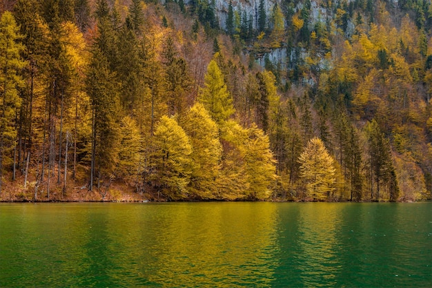 Árboles del bosque de otoño que se reflejan en el lago