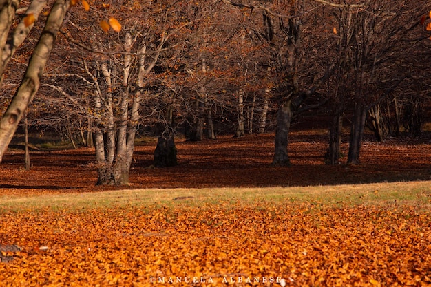 Árboles en el bosque durante el otoño