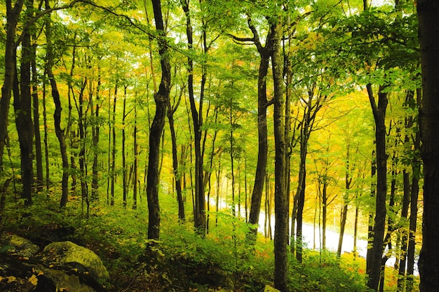 Árboles en el bosque durante el otoño