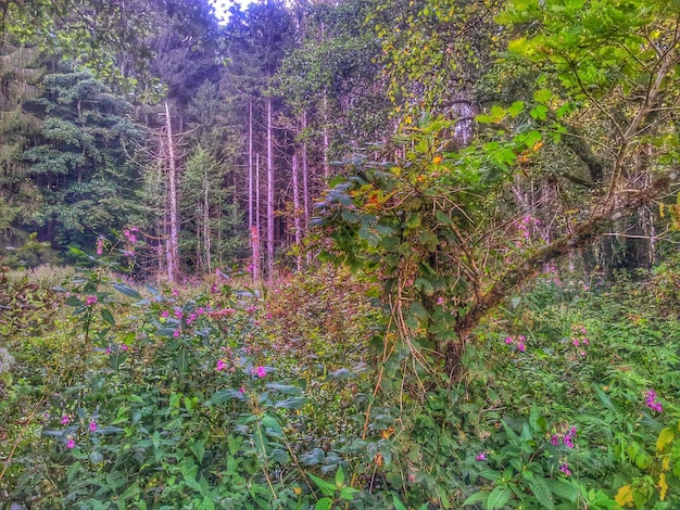 Árboles en el bosque durante el otoño