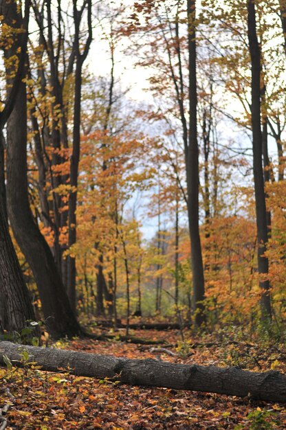 Árboles en el bosque durante el otoño