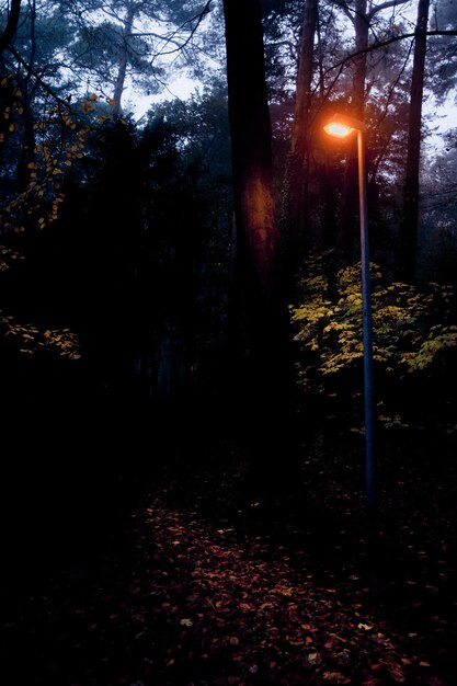 Árboles en el bosque durante el otoño