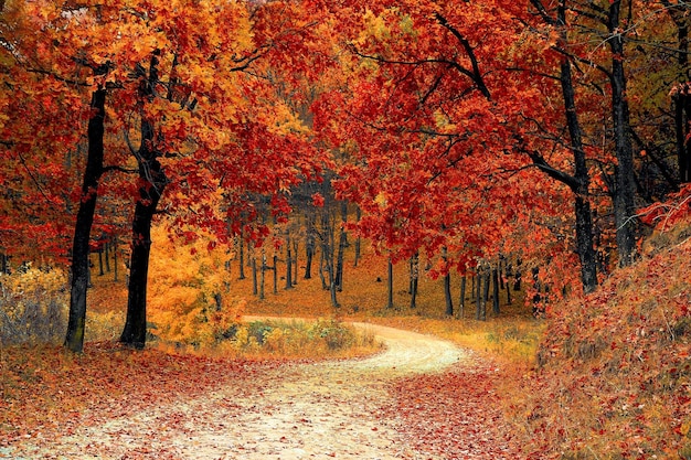 Árboles en el bosque durante el otoño