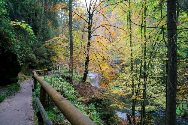 Árboles en el bosque durante el otoño