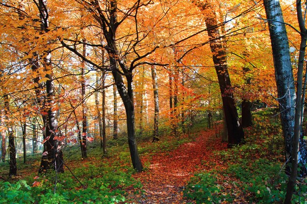 Árboles en el bosque durante el otoño