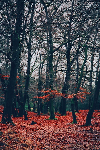 Árboles en el bosque durante el otoño