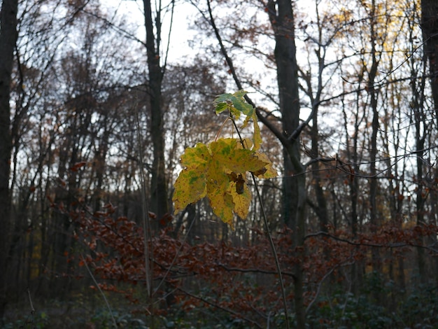 Árboles en el bosque durante el otoño