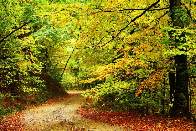 Árboles en el bosque durante el otoño