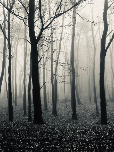 Árboles en el bosque durante el tiempo de niebla