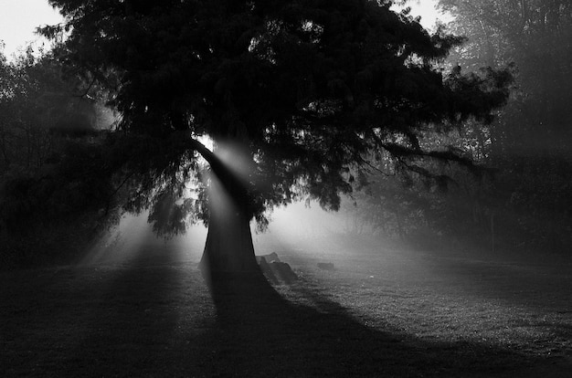 Árboles en el bosque durante el tiempo de niebla