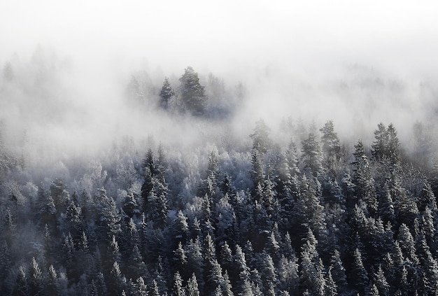 Árboles en el bosque durante el tiempo de niebla