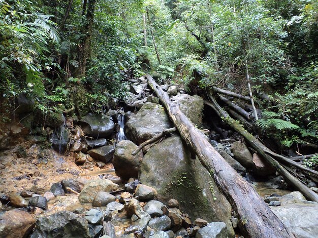 Árboles en bosque tropical de montaña