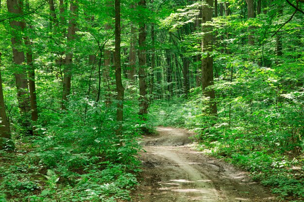Árboles del bosque verde y camino de tierra