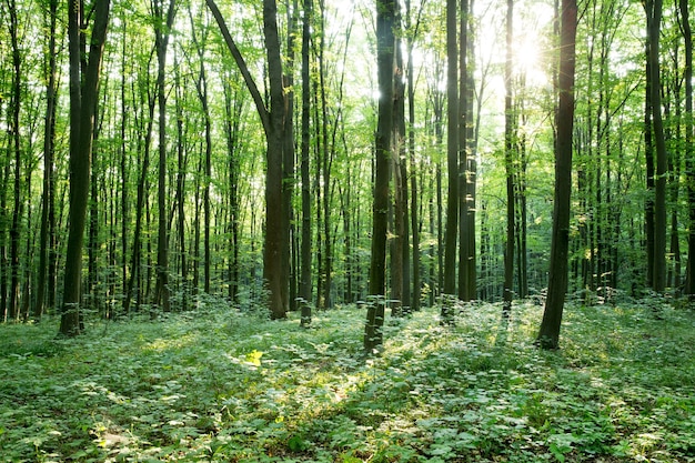 Árboles del bosque verde. naturaleza verde madera luz del sol fondos