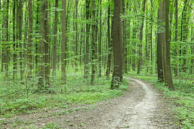 Árboles del bosque verde. naturaleza verde madera luz del sol fondos