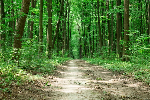 Árboles del bosque verde. naturaleza verde madera luz del sol fondos