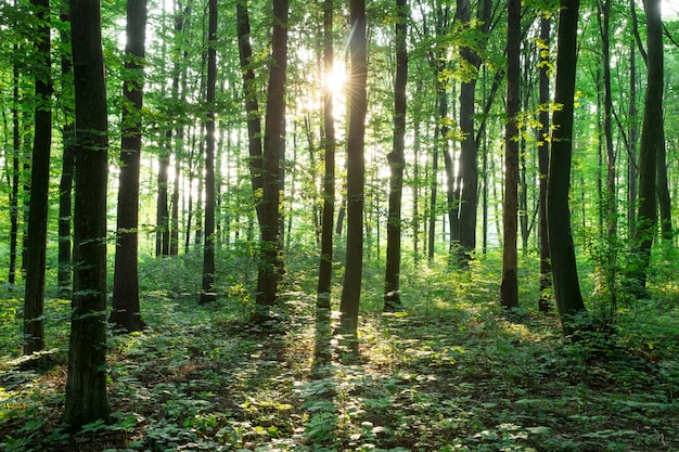 Árboles del bosque verde. naturaleza verde madera luz del sol